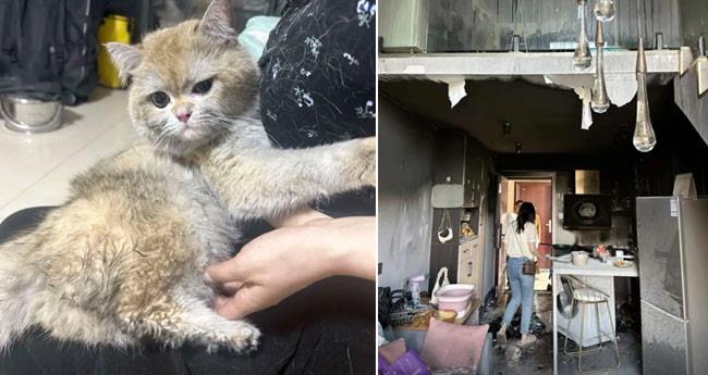 China pet dubbed ‘badass cat’