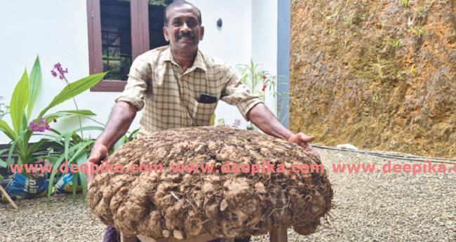 പ​തി​വ് തെ​റ്റി​ക്കാ​തെ ഭീ​മ​ന്‍ചേ​ന വി​ള​യി​ച്ച് സു​രേ​ന്ദ്ര​ന്‍