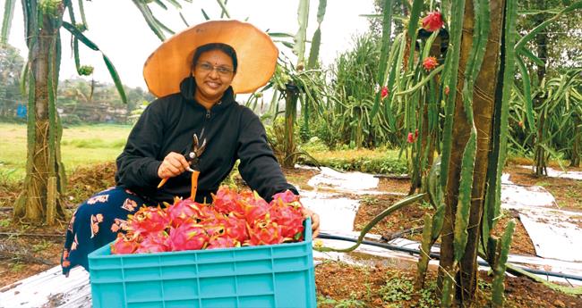 ഡ്രാ​ഗ​ണ്‍ ഫ്രൂ​ട്ട് കൃ​ഷി​യി​ൽ അ​നി​റ്റ് ടീ​ച്ച​ർ ഹാ​പ്പി