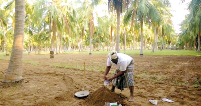 കീ​ട​നി​യ​ന്ത്ര​ണ​ത്തി​ന് ചി​ല നാ​ട്ടു​വ​ഴി​ക​ൾ