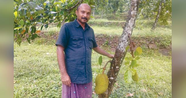 സലേഷിന്‍റെ ഭാഗ്യം പ്ലാവ്